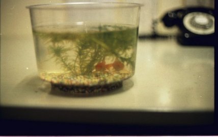 The goldfish from Jim Phillip's toolbox
